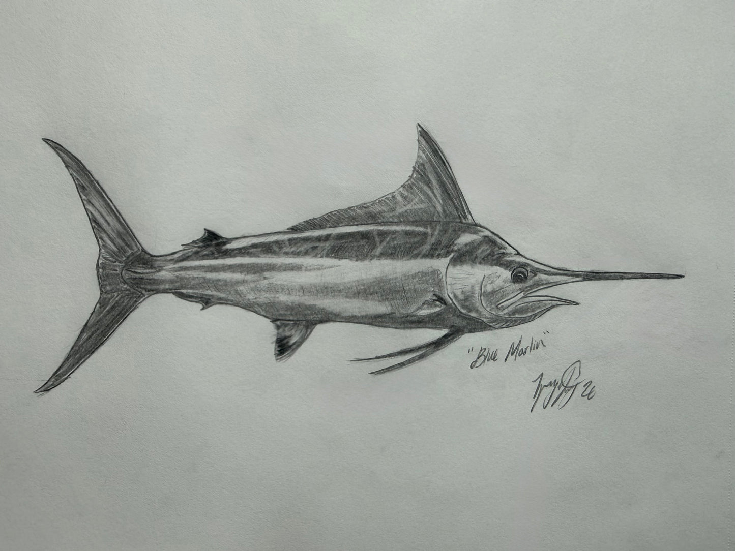 Blue Marlin sketch