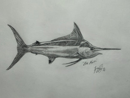 Blue Marlin sketch