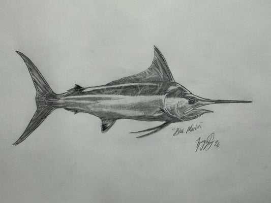 Blue Marlin sketch
