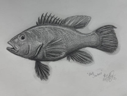 Black Seabass