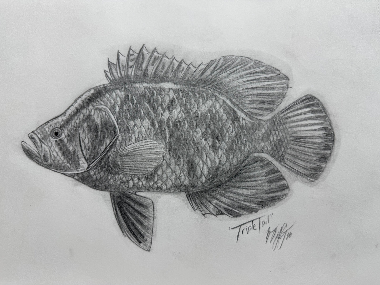 Tripletail