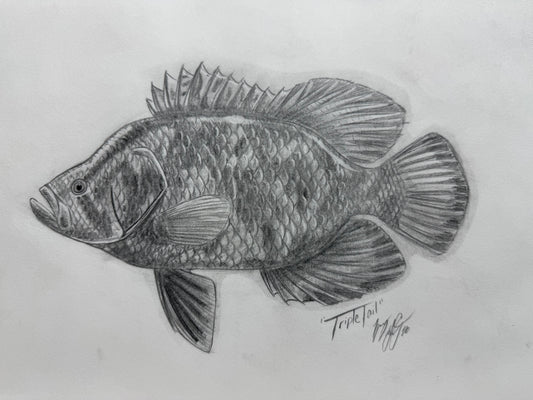 Tripletail