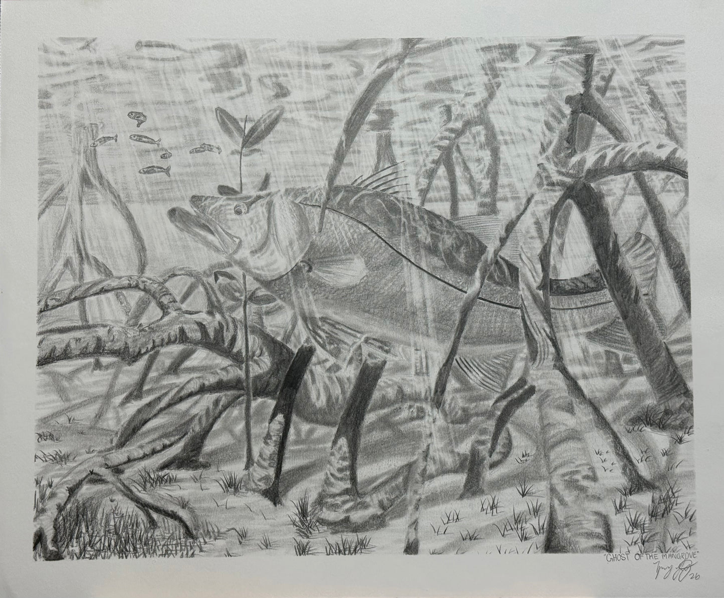 Ghost of the mangroves