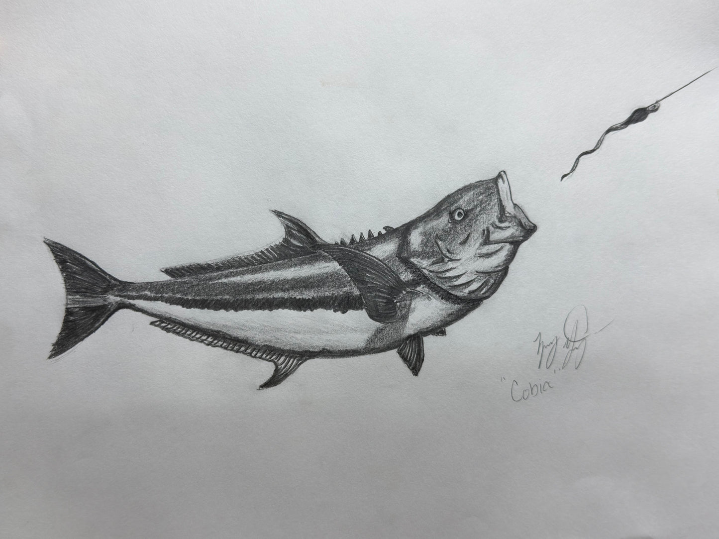 Cobia