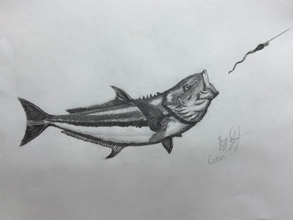 Cobia