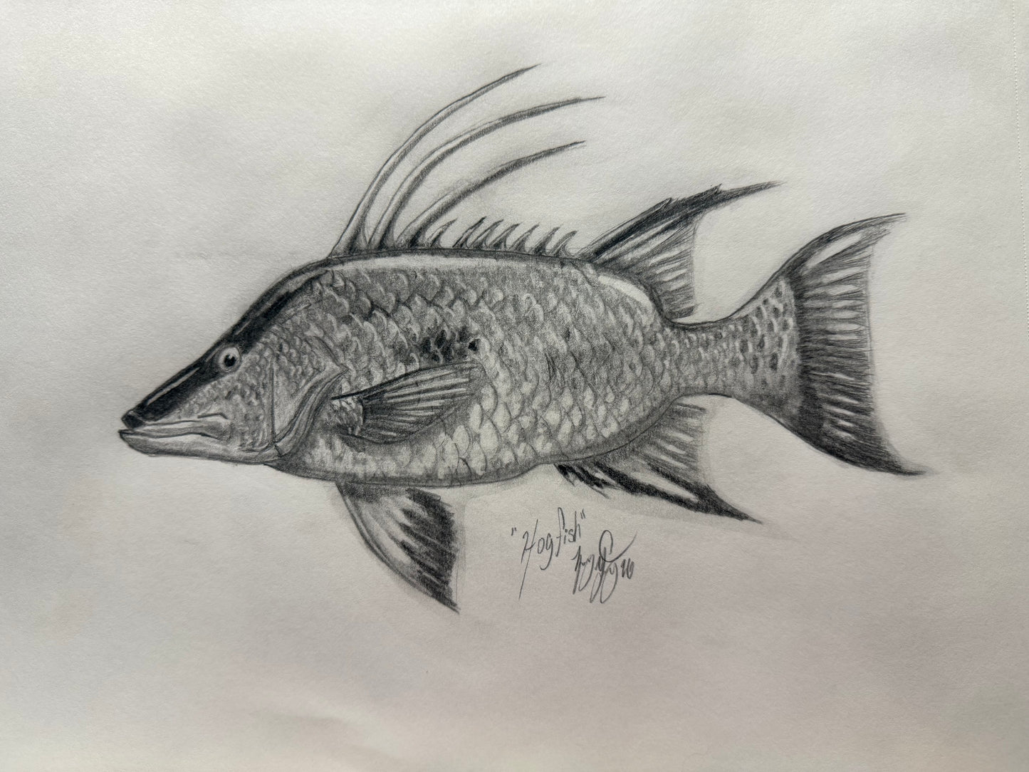 Hogfish