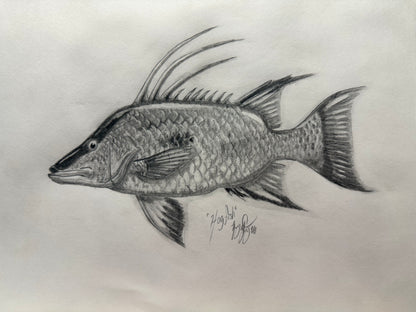 Hogfish