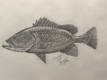 Speckled Hind, Grouper
