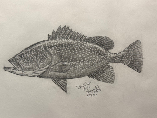 Speckled Hind, Grouper
