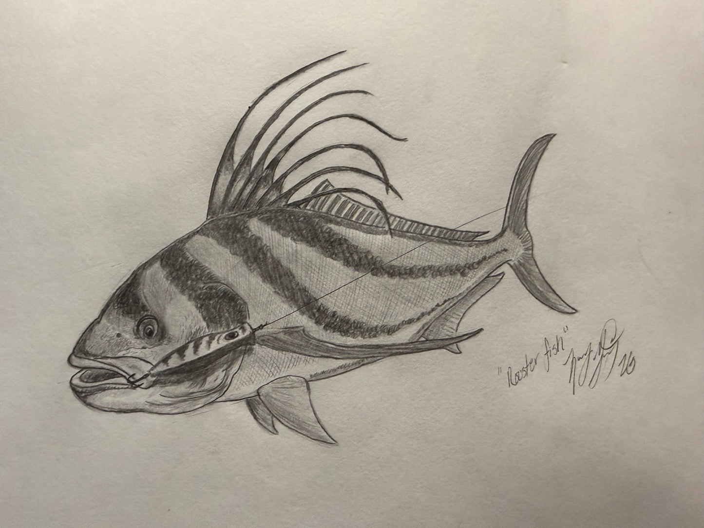 Rooster fish sketch