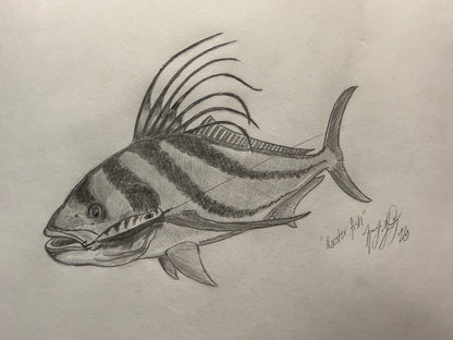 Rooster fish sketch