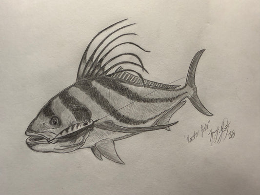 Rooster fish sketch