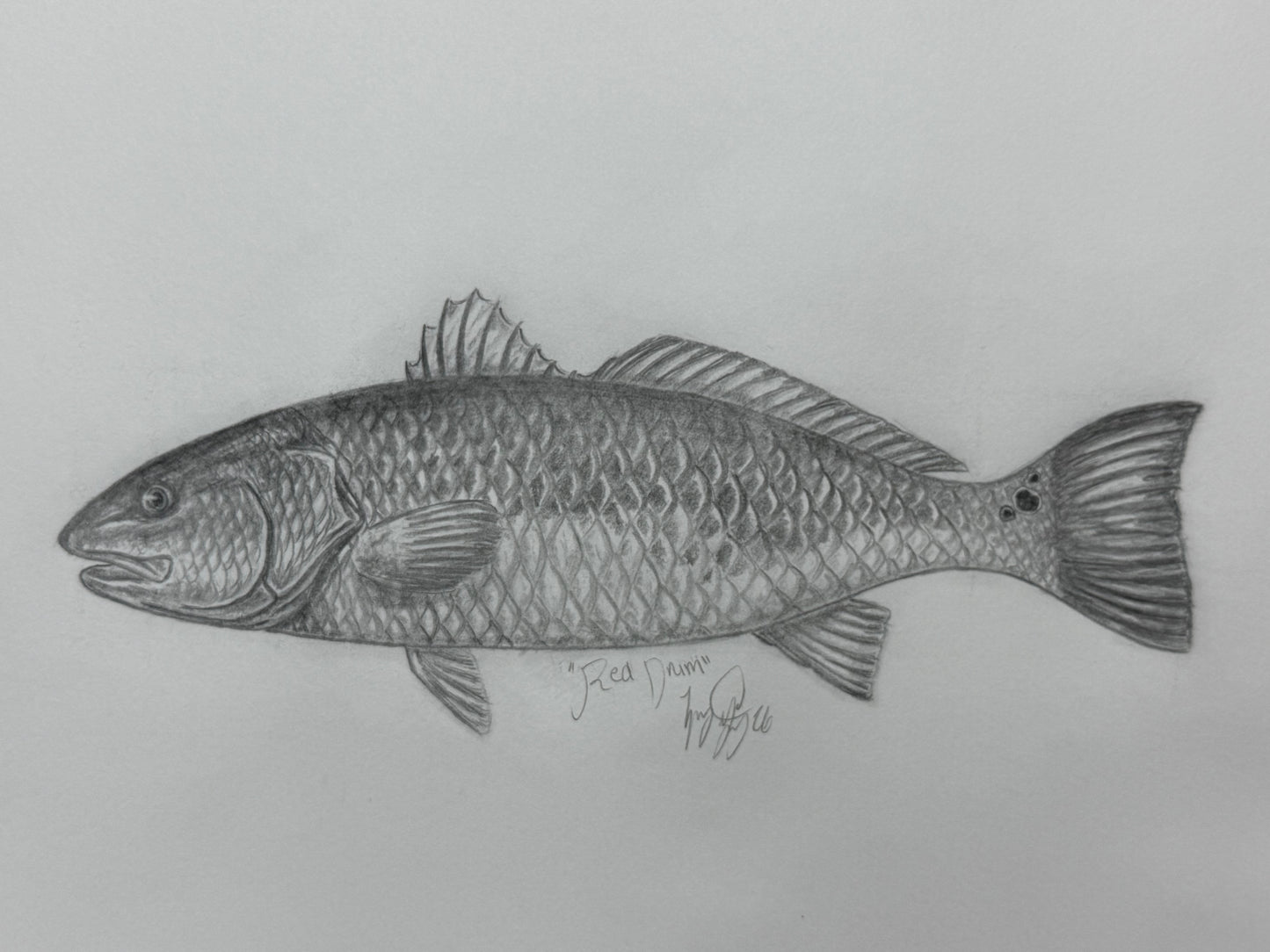 Red Drum