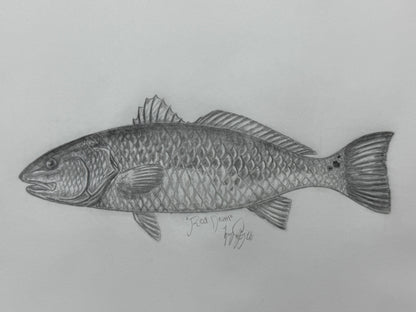 Red Drum