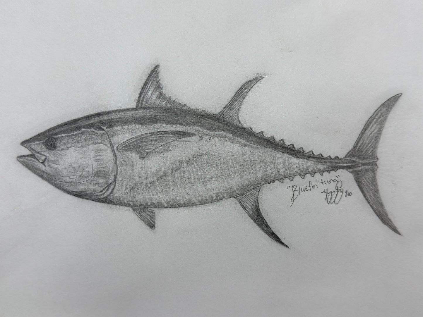 Bluefin Tuna