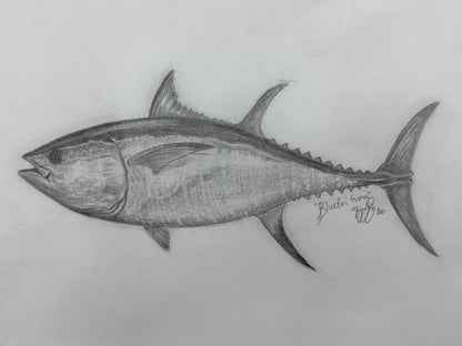 Bluefin Tuna